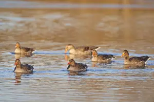 Greylag goose (Anser anser), group swimming in the water
