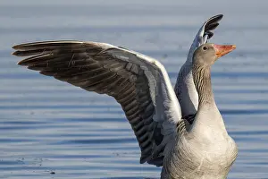 Greylag goose (Anser anser), Hauke-Haien-Koog nature reserve