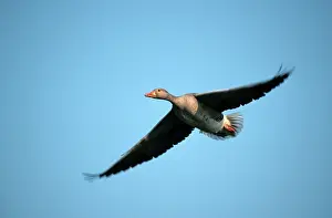 Greylag Goose (Anser anser), Hessen, Germany
