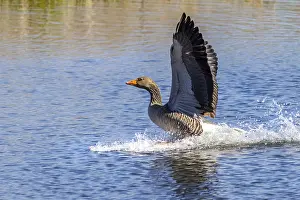 Greylag goose (Anser anser) landing