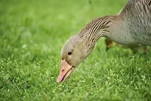 Greylag goose (Anser anser) on a meadow