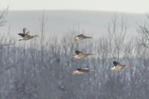 Greylag goose (Anser anser) moving in the clear sky