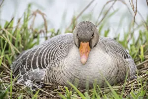 Greylag goose (Anser anser) on the nest