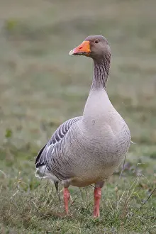 Greylag Goose (Anser anser), Netherlands