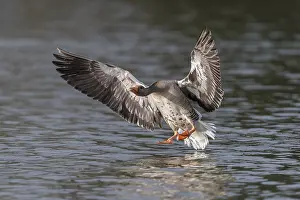 Greylag Goose (Anser anser), North Hesse