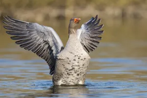 Greylag goose (anser anser), plumage care