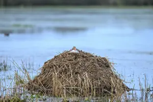 A greylag goose (Anser anser) on a raised nest on a Bisamburg