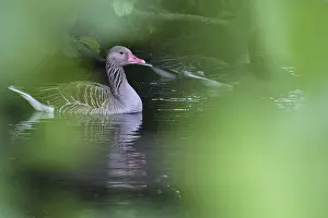 Greylag goose (Anser anser), Schwalm-Nette nature reserve