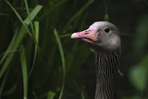 Greylag goose (Anser anser), Schwalm-Nette nature reserve