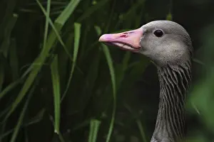 Greylag goose (Anser anser), Schwalm-Nette nature reserve