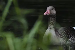 Greylag goose (Anser anser), Schwalm-Nette nature reserve