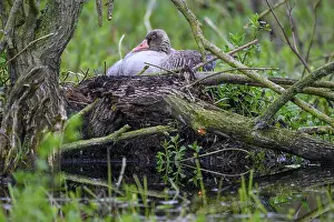 A greylag goose (Anser anser) sits in its nest surrounded by branches and lush greenery in a damp forest