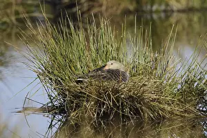 Greylag goose (Anser anser) sitting brooding on the nest