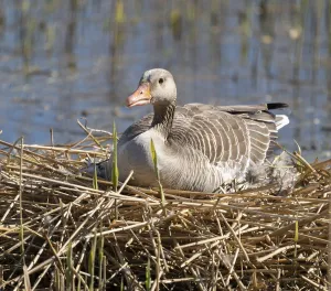 Greylag goose (Anser anser) sitting on the nest and breeding