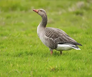 Greylag goose (Anser anser) standing in a meadow