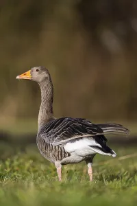 Greylag goose (Anser anser) standing on a meadow in spring