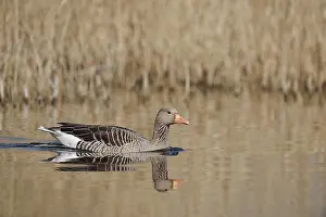 Greylag goose (Anser anser), swimming