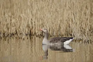 Greylag goose (Anser anser), swimming