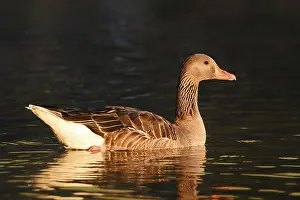 Greylag goose (Anser anser), swimming in the morning light