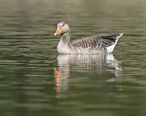 Greylag goose (Anser anser) swimming on a pond