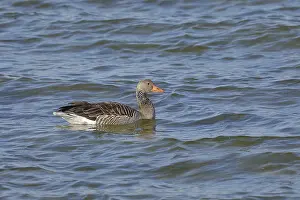 Greylag goose (Anser anser), swimming in the water