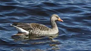 Greylag goose (Anser anser) swims in water