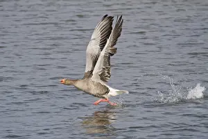 Greylag Goose (Anser anser) taking off from water