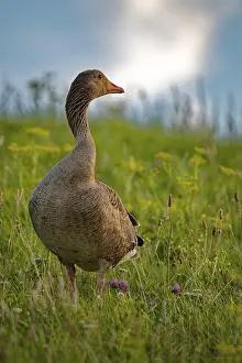 Greylag goose (Anser anser) with twisted neck