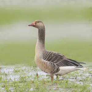 Greylag goose (Anser anser) In a wet meadow Water