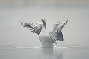 Greylag goose (Anser anser), wings flapping in the morning mist