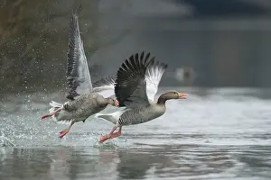 Greylag Goose (Anser anser) wrangling