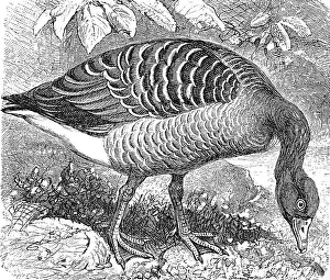 Greylag goose, (Anser cinereus)
