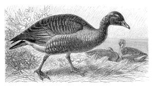 Greylag goose (Anser ferus), historical illustration