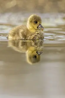 Greylag goose Chick with reflection in the water