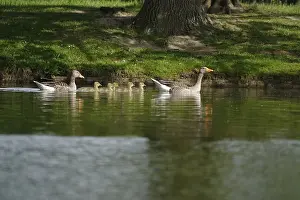 Greylag goose chicks, spring, Germany, Europe