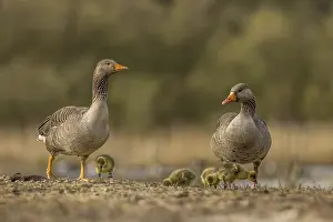 Greylag goose family in the wild