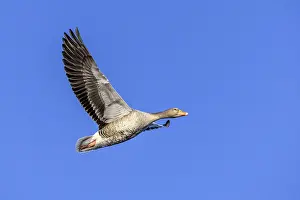 Greylag goose, graylag goose (Anser anser) flying against blue sky in winter