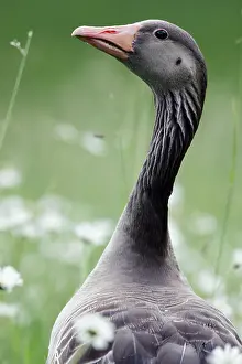 Greylag goose, Greylag goose (Anser anser)