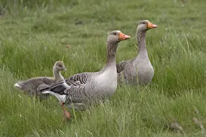 Greylag goose with offspring (Anser Anser)