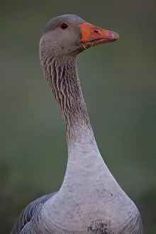 Greylag or Graylag goose (Anser anser)