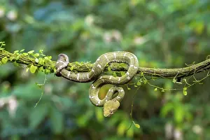 Griffin-tailed lance adder (Bothriechis schlegelii)