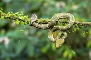 Griffin-tailed lance adder (Bothriechis schlegelii)