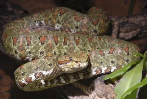 Griffin-tailed lance adder (Bothriechis schlegelii)
