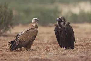 Griffon Vulture & Cinereous Vulture (Gyps fulvus & Aegypius monachus)