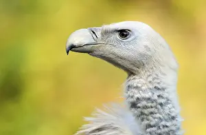 Griffon Vulture or Eurasian Griffon Vulture (Gyps fulvus)