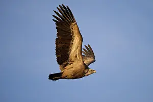A griffon vulture glides effortlessly across a clear blue sky