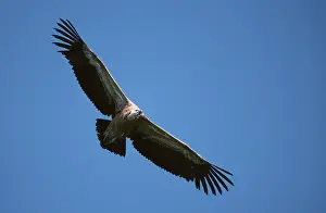 Griffon vulture, griffon vulture (Gyps fulvus)
