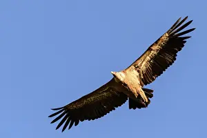 Griffon vulture (Gyps fulvus), adult bird in flight