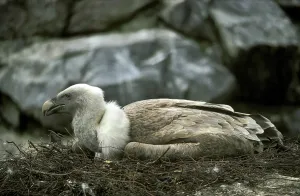 Griffon vulture (gyps fulvus), adult on nest
