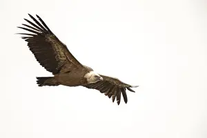 Griffon vulture (Gyps fulvus), Andalusia